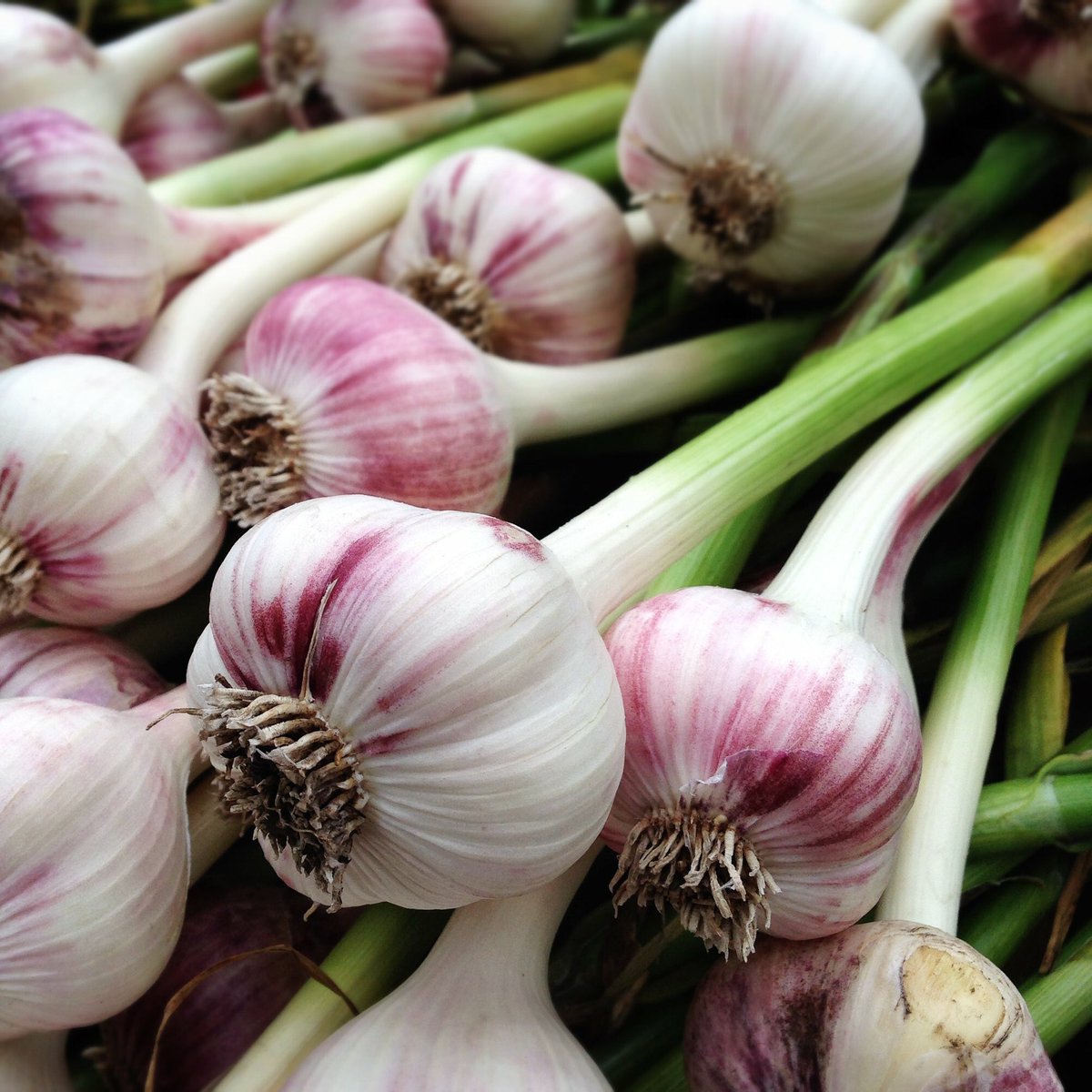 An exciting thing is happening at tomorrow's market: The Garlic Garden is returning with freshly harvested Saskatchewan grown garlic! Make fresh, locally grown garlic the secret ingredient in your kitchen and prepare your taste buds for a burst of flavour!