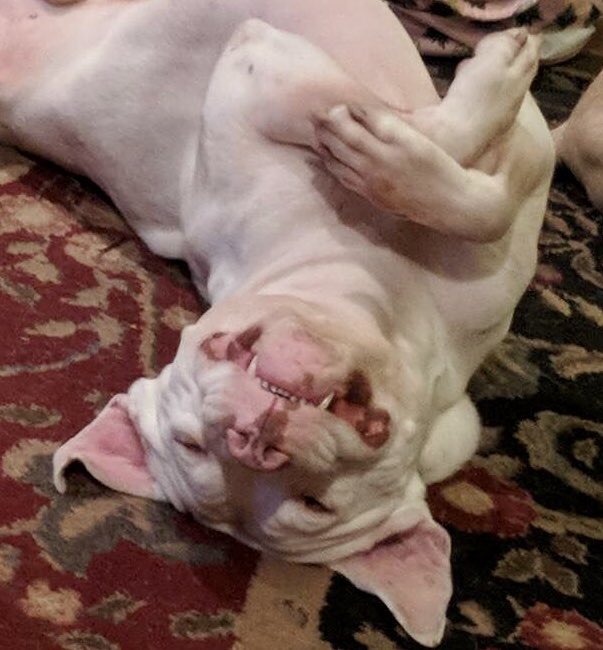 Zane kept me company today while cleaning for my parents. This goofy, sweet boy makes me laugh. #DogsOfTwitter #DogsAreLove #Dogs #BullyBreeds #Grandson