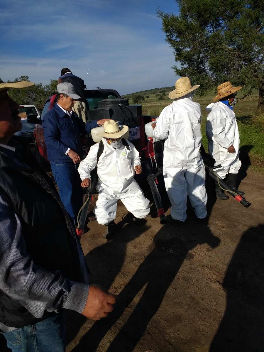 inghectorgonza's tweet photo. @fabriciogar63 @SAGARPA_mx @BaltazarxTam @JorgeZertuche_ @mlopezs67 Campaña fitosanitaria para el control de chapulín y frailecillo en Toluca de Guadalupe, Mpio. Terrenate, Tlaxcala. https://t.co/86zEeQtqZy