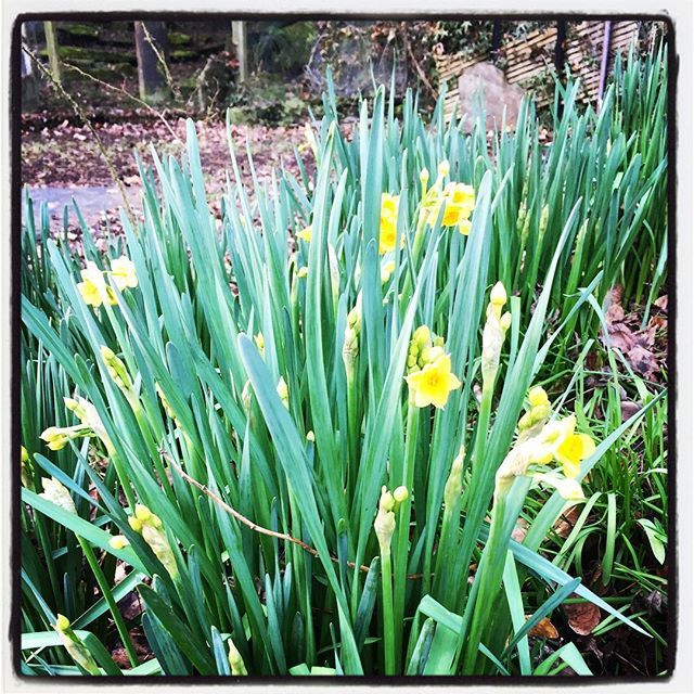 LyeBowBnB's tweet photo. Oh so early Early Cheer #lyebow #bounty #spring #earlycheer #narcissus #garden #gardener #gardening #promises https://t.co/iUhKjG84pU