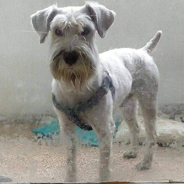 aidalopezmendez's tweet image. SE BUSCA A SUS DUEÑOS !! FAVOR DIFUNDIR
Este schnauzer fue encontrado en la calle 12 de la urbina. Estaba bien cuidado y con su pechera. Se busca sus dueños. Contacto 0416-2126990