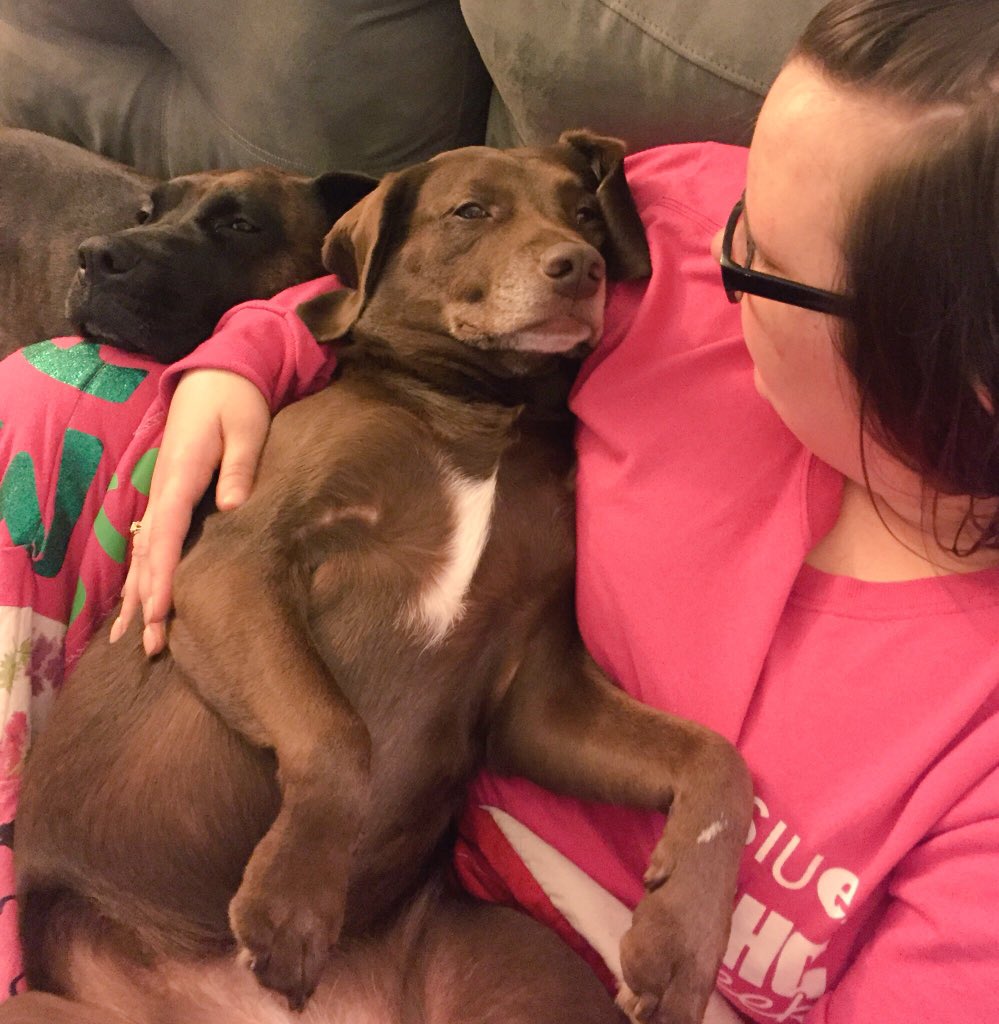 _RachelLynnD's tweet photo. Happy #NationalMuttDay to my babies! @DanEssenpreis 💕🐶🐶 #BeagleLab #BoxerMastiff #chocolate #brindle https://t.co/qm5DeWkgo8