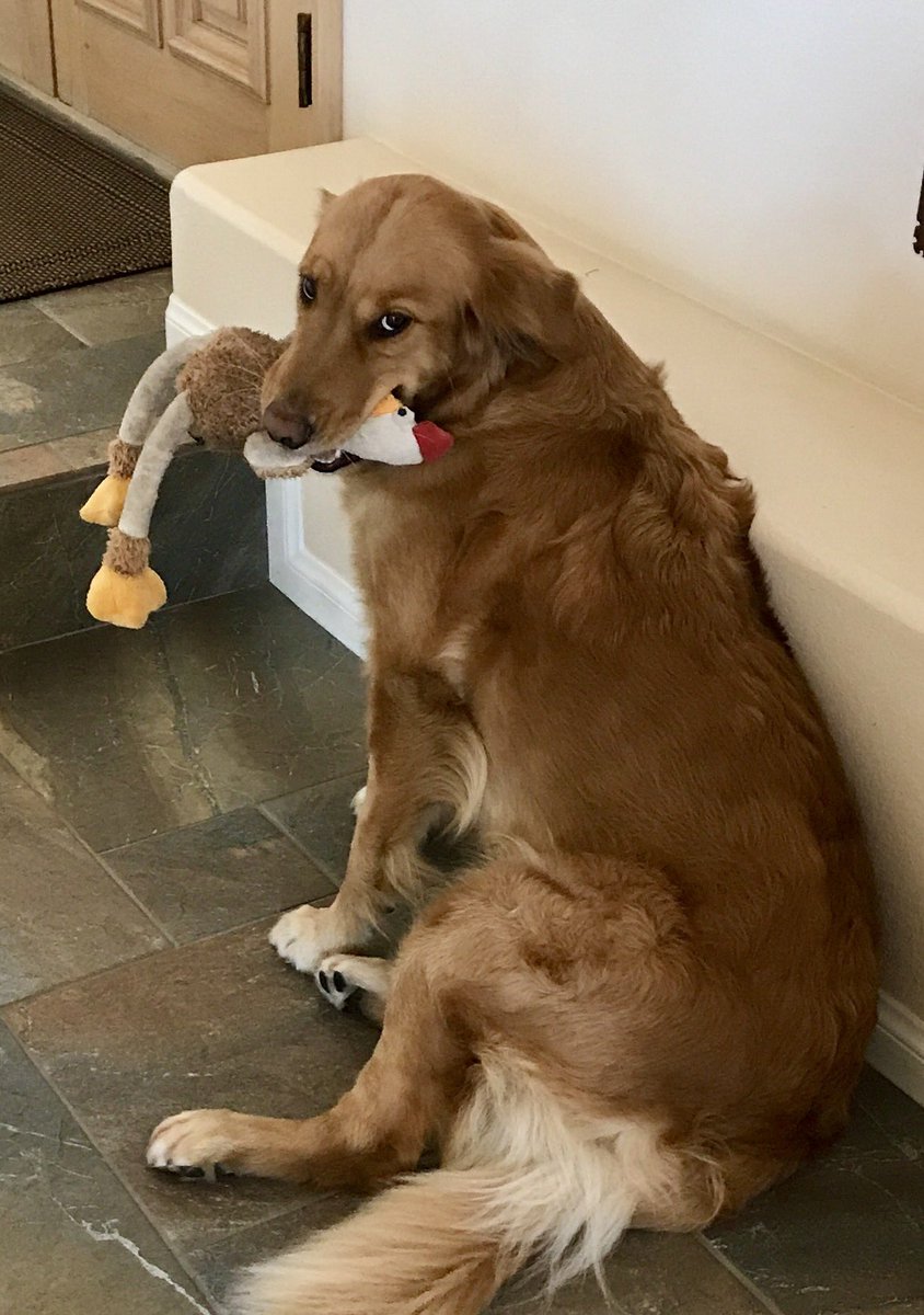 nothwang_pam's tweet image. Got our @dog_rates calendar today. I'm happy to report that the chicken is still alive but is sadly the sole survivor of that day's carnage.