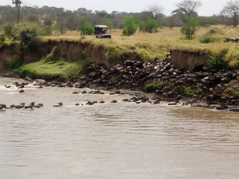 31 July 2018 Live #MigrationUpdate

#Serengeti North #Wilderness #Camp #safari #guide, Raymond Henry spotted the #greatmigration crossing the #MaraRiver at Kogatende.

To enquire about this amazing experience, visit: goo.gl/msKv7k #wildebeestmigration #mararivercrossing