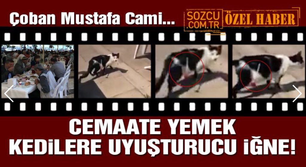 Efe_CumhurFatma's tweet photo. Kocaeli Gebze Belediyesi❗️

Çoban Mustafa Camii’sinin avlusunda verdikleri yemek sebebiyle,cemaat rahatsız olmasın diye❗️
Camii’nin cevresindeki kedileri uyuşturucu iğne ile topladılar❗️

Yediğiniz lokmalar boğazınıza dizilsin emi❗️
Haram kan olsun hepinize o yemek❗️ https://t.co/1Hw8CZwvSM