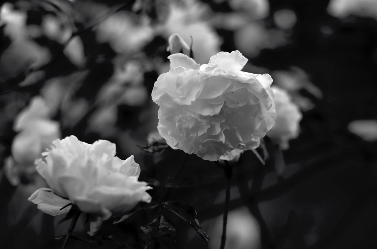 DynamicDataServ's tweet image. Happy Yorkshire Day- In true Yorkshire fashion we believe in saving our clients money where we can Need your data cleaning? Scared of how much it will cost??- come and talk to us at DDS! We offer a Free Data Audit with a down to earth easy to read report and quote. #YorkshireDay