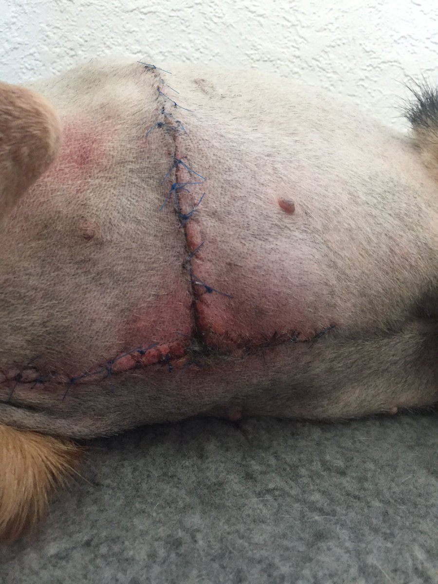 K9Finn's tweet photo. This is not criminal damage......

These are some of the stitches #FabulousFinn had after being stabbed by a knife with a 10 inch blade whilst doing his job 🐾

It’s time for #Finnslaw 🐾👍

Please retweet if you agree 👌

#FinnForChange #dogsoftwitter #gsd https://t.co/SLO2EErGod