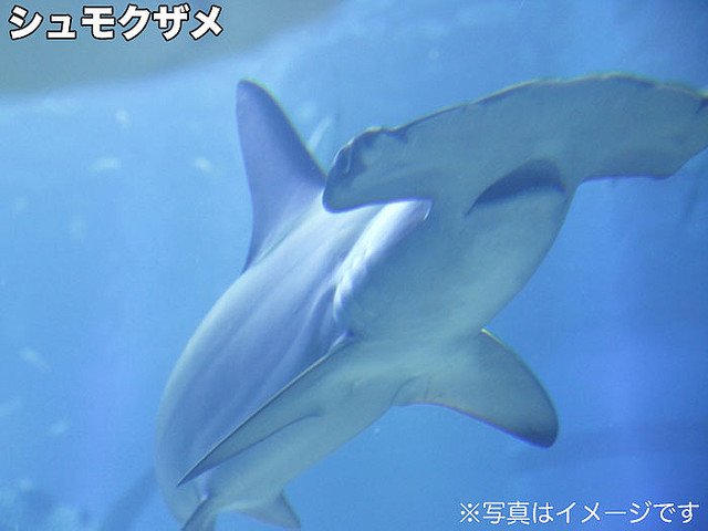 livedoornews's tweet photo. 【目撃情報】鳥取県沖にシュモクザメが出現、猛暑の影響か
https://t.co/zoJYcwzbB1

シュモクザメは普段、沖縄のような温かい海に分布。今夏の日本海の海面水温は、平年より2～4℃ほども高い状態となっています。 https://t.co/MxohvZvrlj