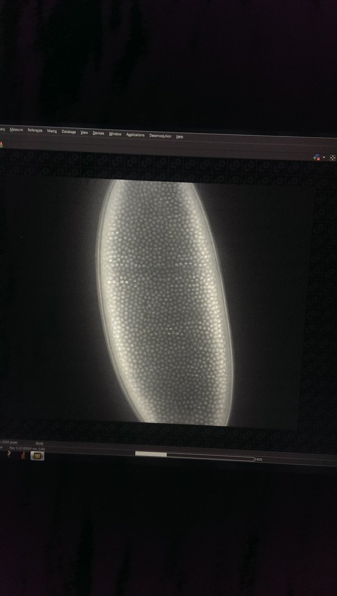 faldalf's tweet photo. Second day at #pboc2018 @MBLScience building a light sheet #microscope to look at #drosophila #embryos with @kevcannon520 in #group2rocks Amazing experience! Building rocks! Thanks @NikonInst for providing loads of equipment for the course! https://t.co/v9EwSNPeaB