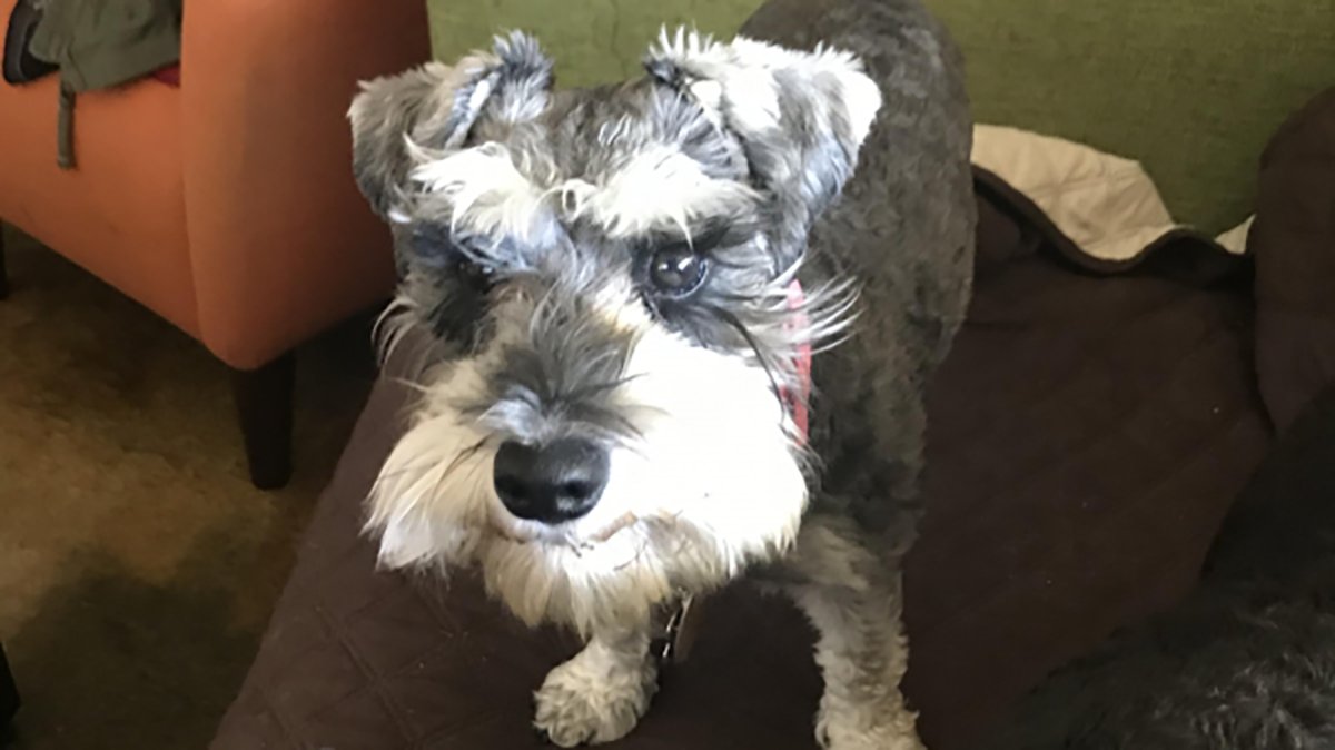 CBSNewsColorado's tweet image. Soldiers Dog Disappears; Reward Offered For Her Return bit.ly/2O1oPsW