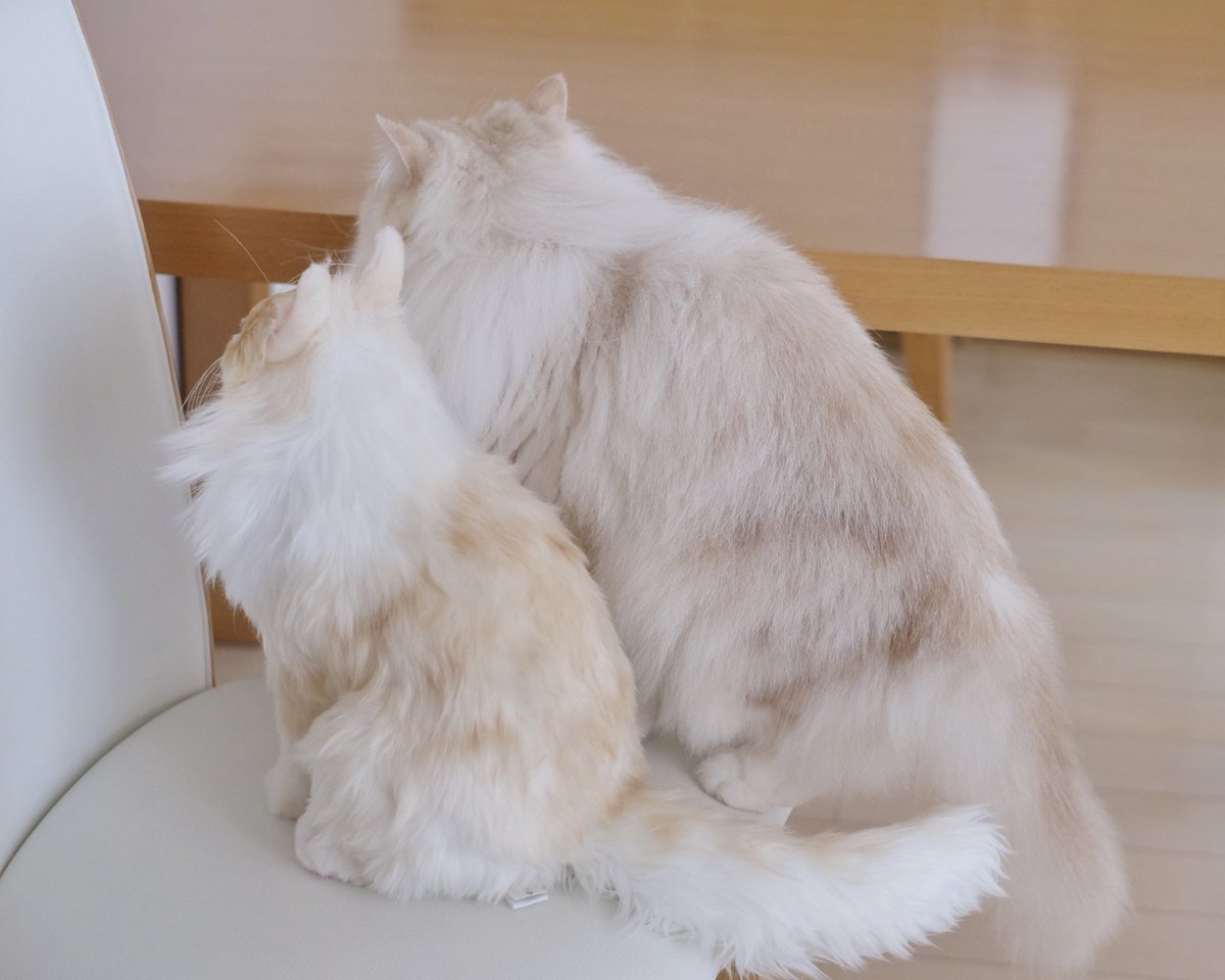 nao_co5's tweet photo. #PECOHug の #むぎゅっとはぐ フォトキャンペーンで作って頂いた 金さんのぬいぐるみ『コキンさん』です✨
見た目はもちろん、ハグした感触までそっくり😭
#ペコハグ #ペコねこ部 #STP47
@PECO_japan #猫モフー #cat #猫 #pecon #peconねこ組 #fluffy #もふもふ #フェリシモ猫部 #ねこのきもち #gato https://t.co/AUEPBCv2kM