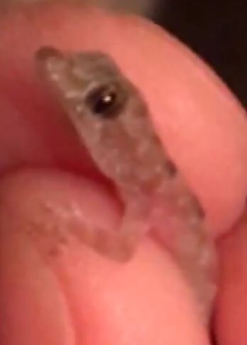me_kimba's tweet photo. Saved from a certain death! #houseofcats #deathbycats Here #lizardlizardlizard 🦎 https://t.co/khLYoyRdYl