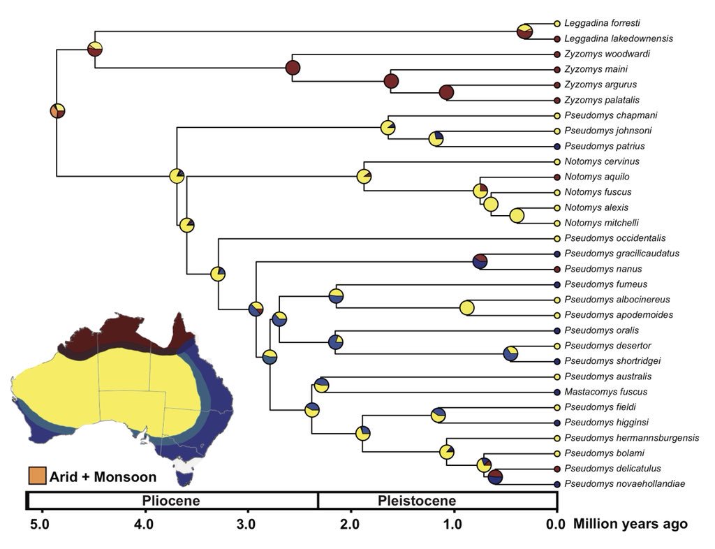 So pleased that our phylogeny of Australia’s primary rodent radiation, with my phd student @Aussie_English, is at last published in Mol Phyl Evol. Speciation occurred both within and among biomes with arid biome a major source of diversification. sciencedirect.com/science/articl…