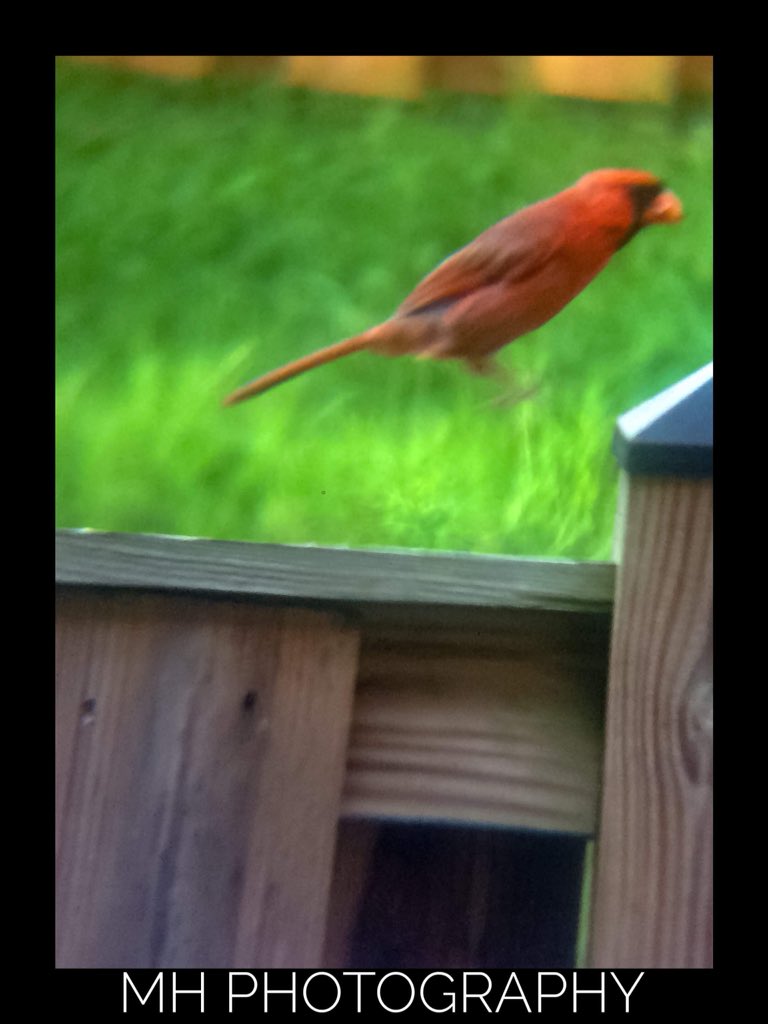 Northern Cardinal (Male) 7/31/18