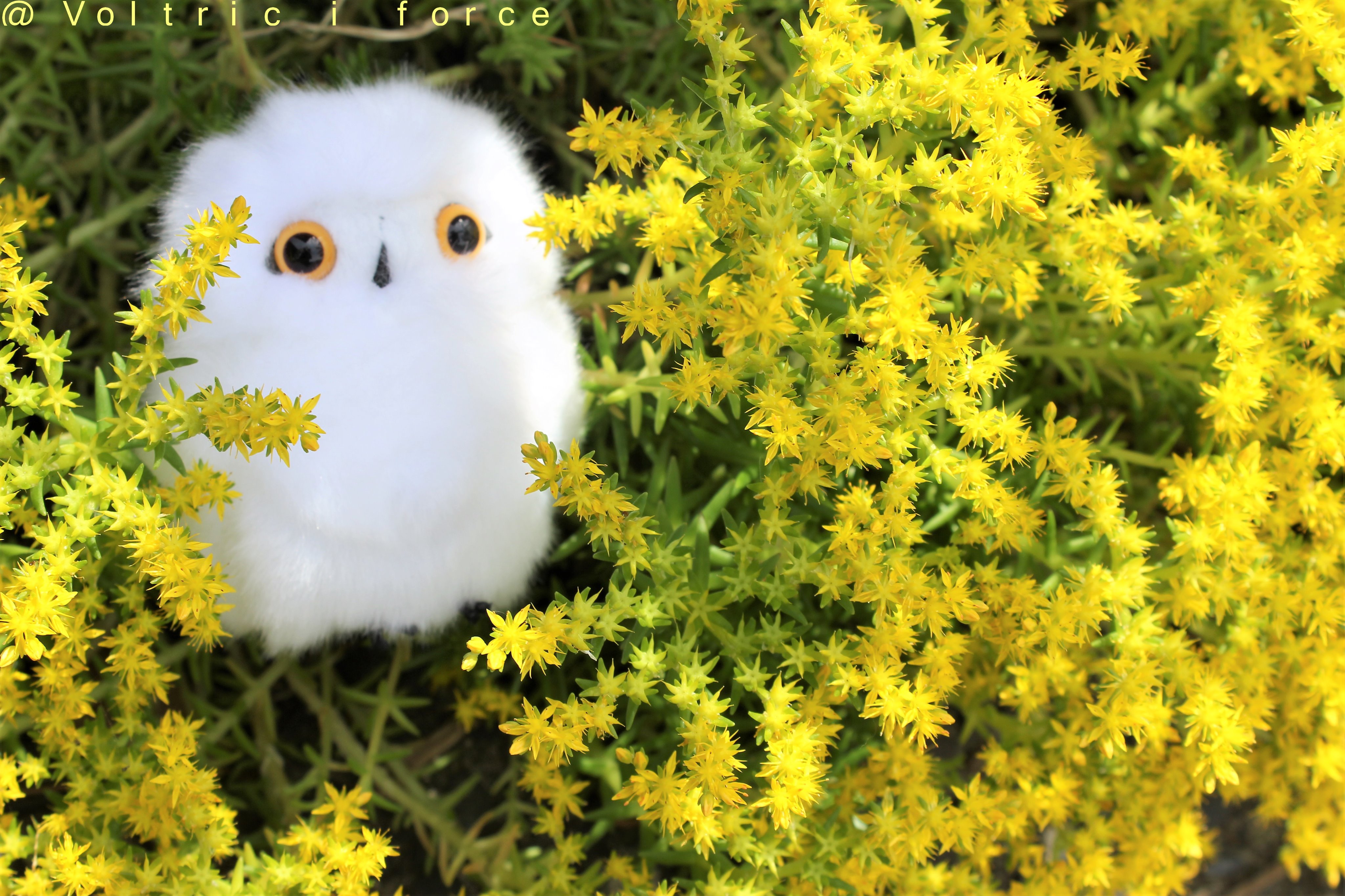 万年草 Twitter Search Twitter
