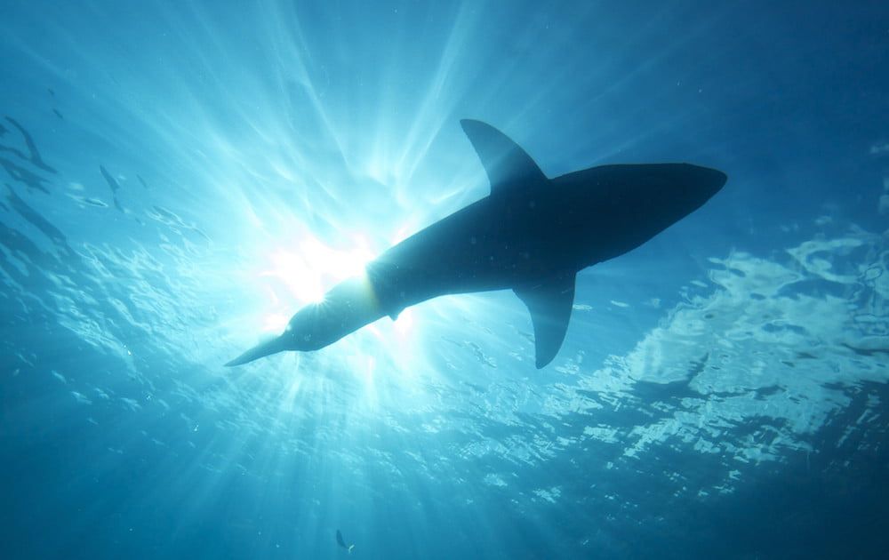 wearableLED's tweet image. The humble LED could help prevent shark attacks on surfers buff.ly/2EFWQtM #safetyLED