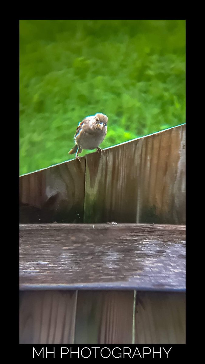 House Sparrow (Female) 7/31/18