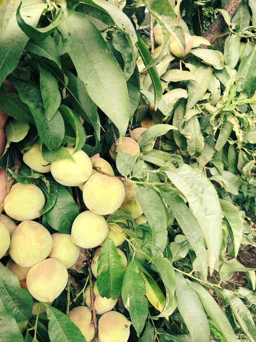 Agriculture_esa's tweet photo. من حديقة المنزل حاليا  ثمار الخوخ  🌱
 وهو أحد أصناف الخوخ المحلية  في المرتفعات الجنوبية من المملكة 
  ويتميز بمذاق رائع  وكثافة في الثمار https://t.co/RVjWlPP2uu