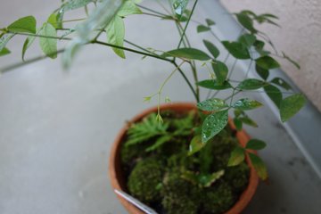 センリョウの育て方5つのポイント 挿し木の方法もご紹介 Gardeniwa