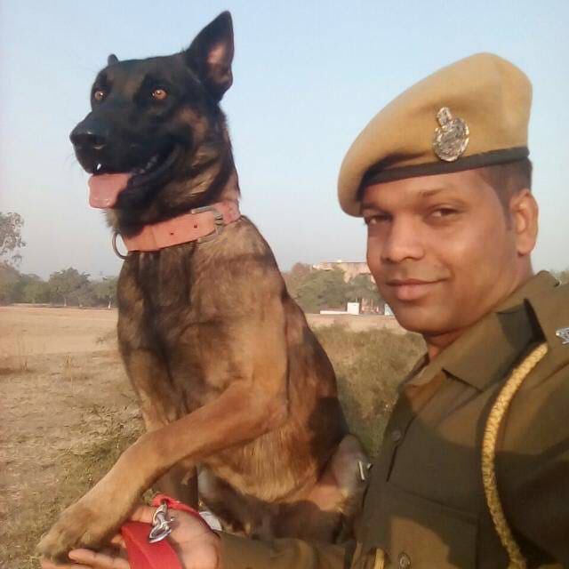He has a sharp nose, you bet!

On 29th July, within hours of a killing in #Bhilwara our sharp K9 #Delta (Belgian Malinois) sniffed &amp; identified the accused &amp; helped us solve this #MurderMystery. 

Truly an Incredible work by Delta 😀🐕! Kudos to him and trainers 👏🏻