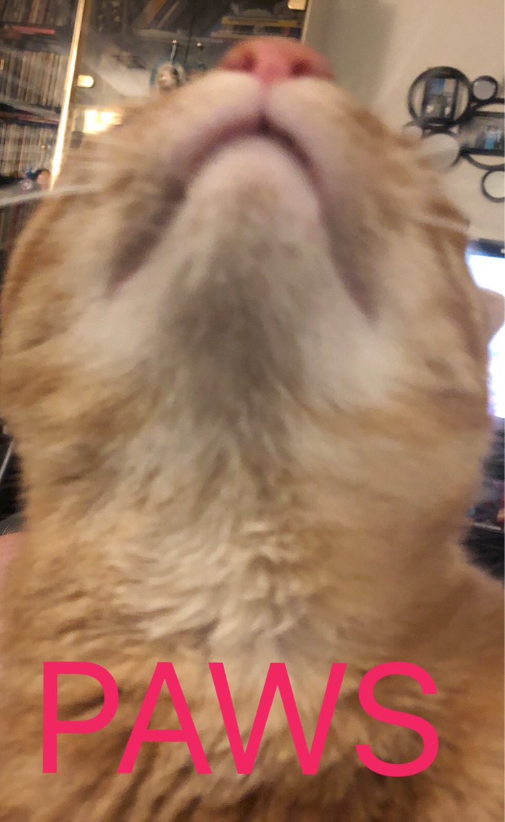 SnarkTower's tweet image. #podcats #cats #jaws