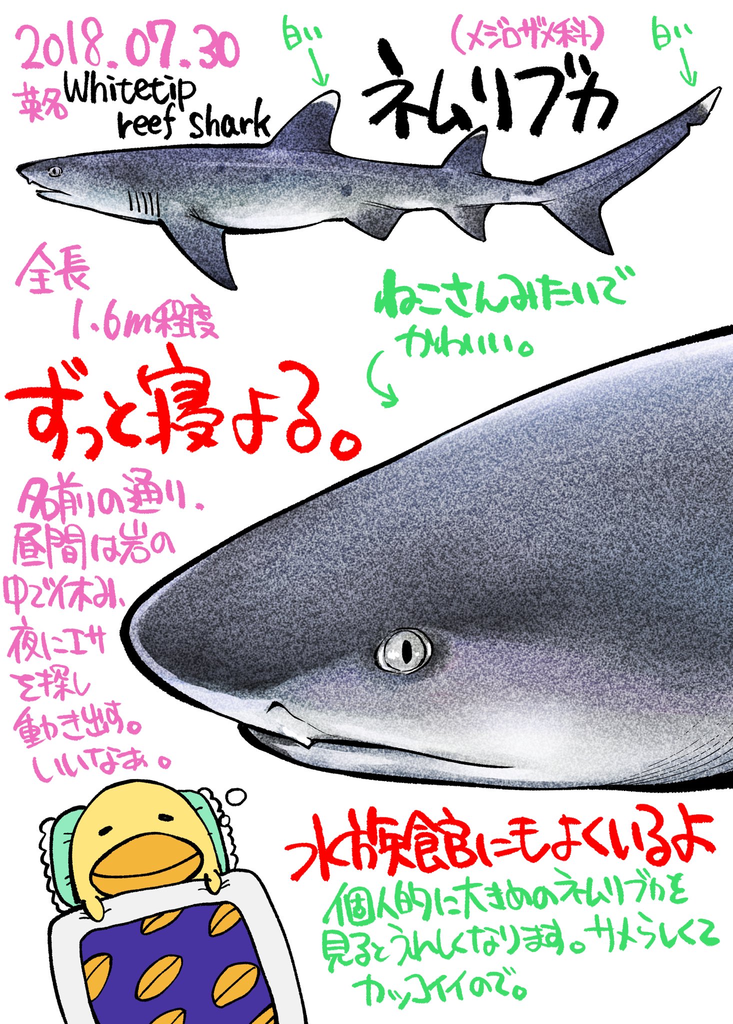サメ図鑑 Twitter