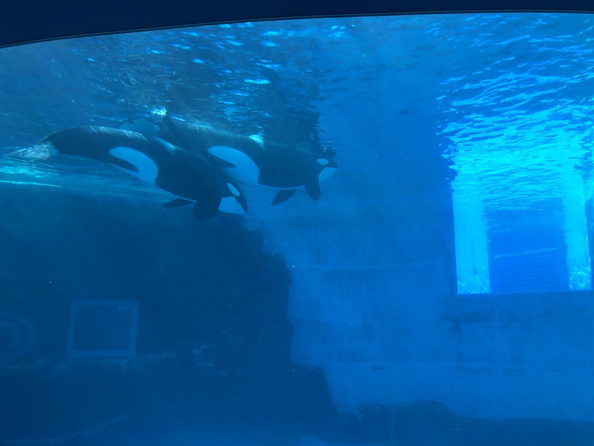 Yuki F 名古屋港水族館に来ました 亀の水槽改装中で見れんの残念やな