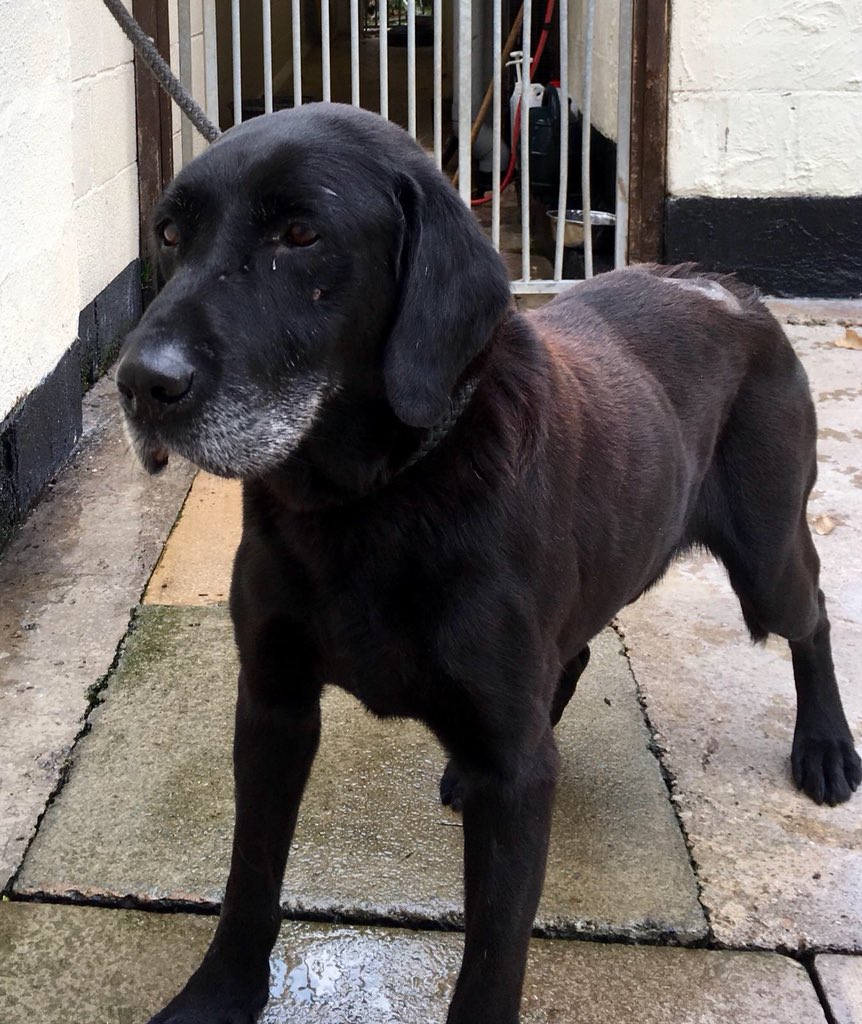 Rochdale Dog Rescue on Twitter "No one came for Max, but don’t worry