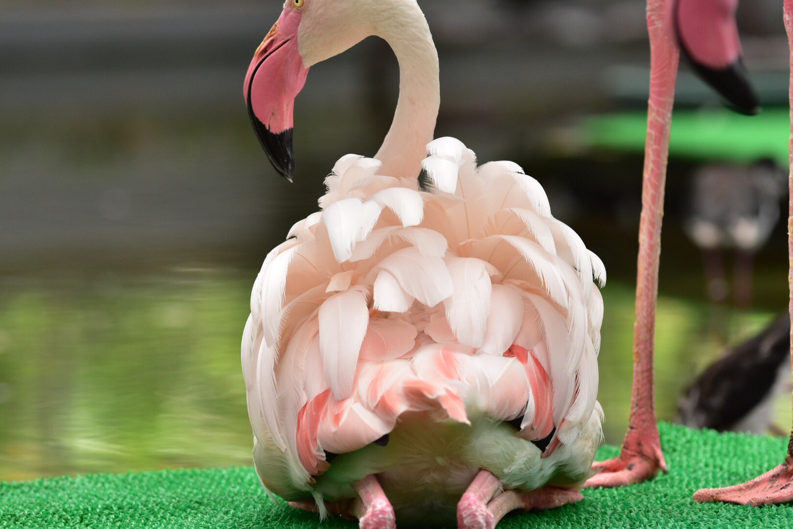 うさ カピバラだらけ Twitterissa フラミンゴの背中の羽が綺麗な花みたいで美しい うさ カピバラだらけ Twitterissa フラミンゴの背中の羽が綺麗な花みたいで美しい