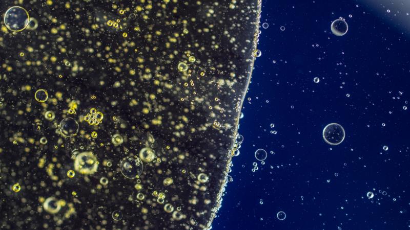 Important facts about #bioremediation: greentechnologies.euroscicon.com

Researchers from NIT, Durgapur &amp; IIT Kgp, #India,have shown that the one way to efficiently deal with oil sludge, is to cultivate suitable microbes using nutrients, which disintegrate the contaminants in the sludge.