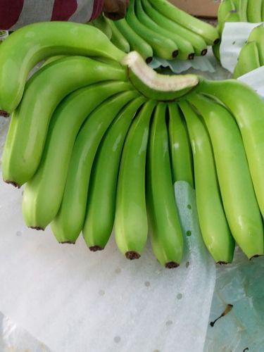 CheeringFlowers's tweet photo. Harvesting started in networked farms... Post-harvest processing also started in Plant (pack house)...
Buyers, please contact on marketing@cheeringffv.com ASAP for offers, export & domestic...
#cavendishbanana #organicbanana #bananaprocessing #exports #indianbanana https://t.co/cWF017VPdt