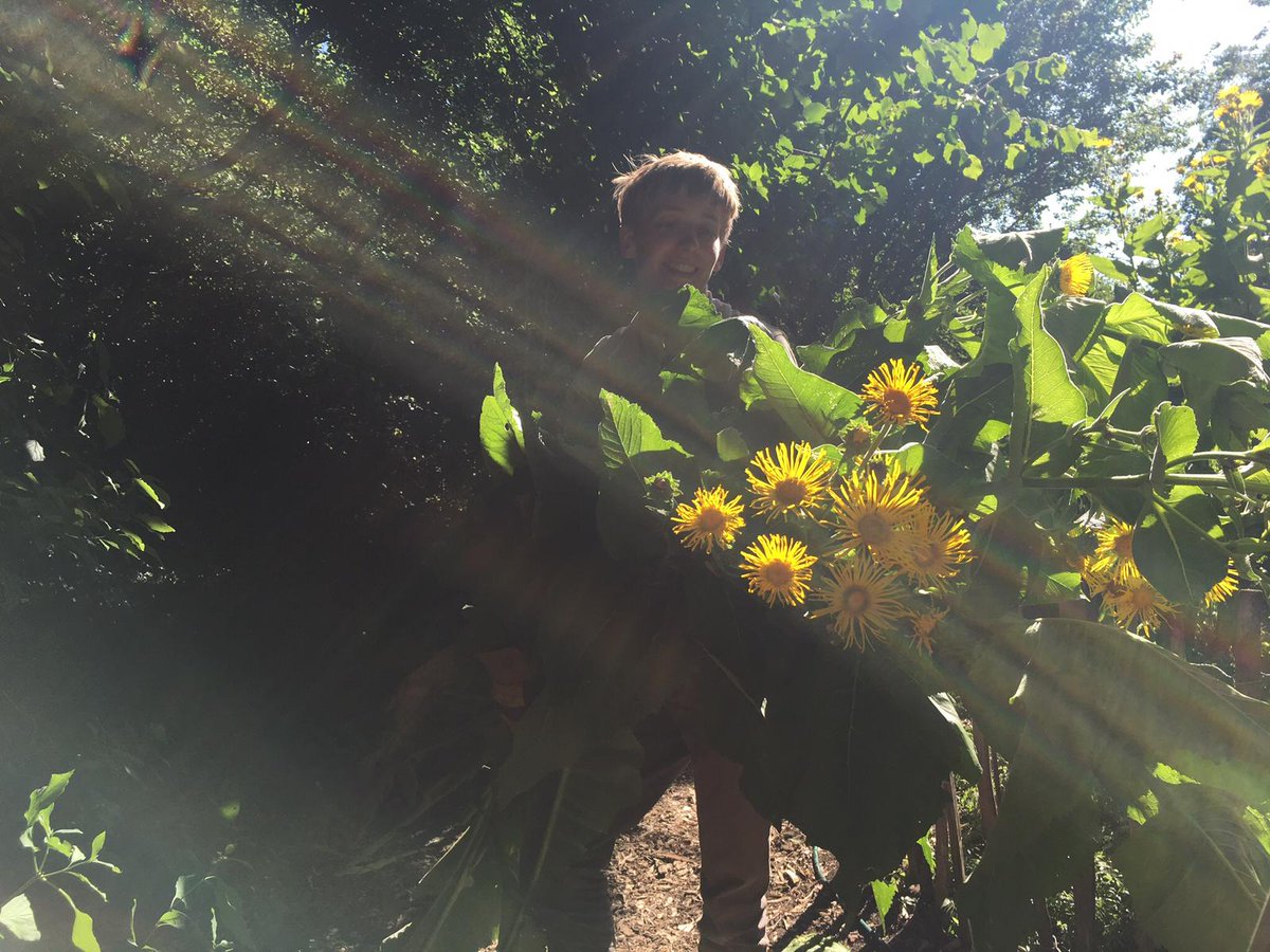 PhytologyLondon's tweet image. Next up for our Shared Lunch Talk SAT Aug 4th | Hari will be discussing the innovative project #compostmentis to coincide w/ the Soil Ecologies Events happening that day | Join us from 1-2pm + bring a veggie dish to share. #sharedlunch #soilecology