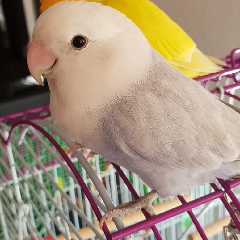 AgapornisArias's tweet photo. Te llamo nada cuando me preguntan en que pienso.🐦🐤 https://t.co/cmFEQaxdhI