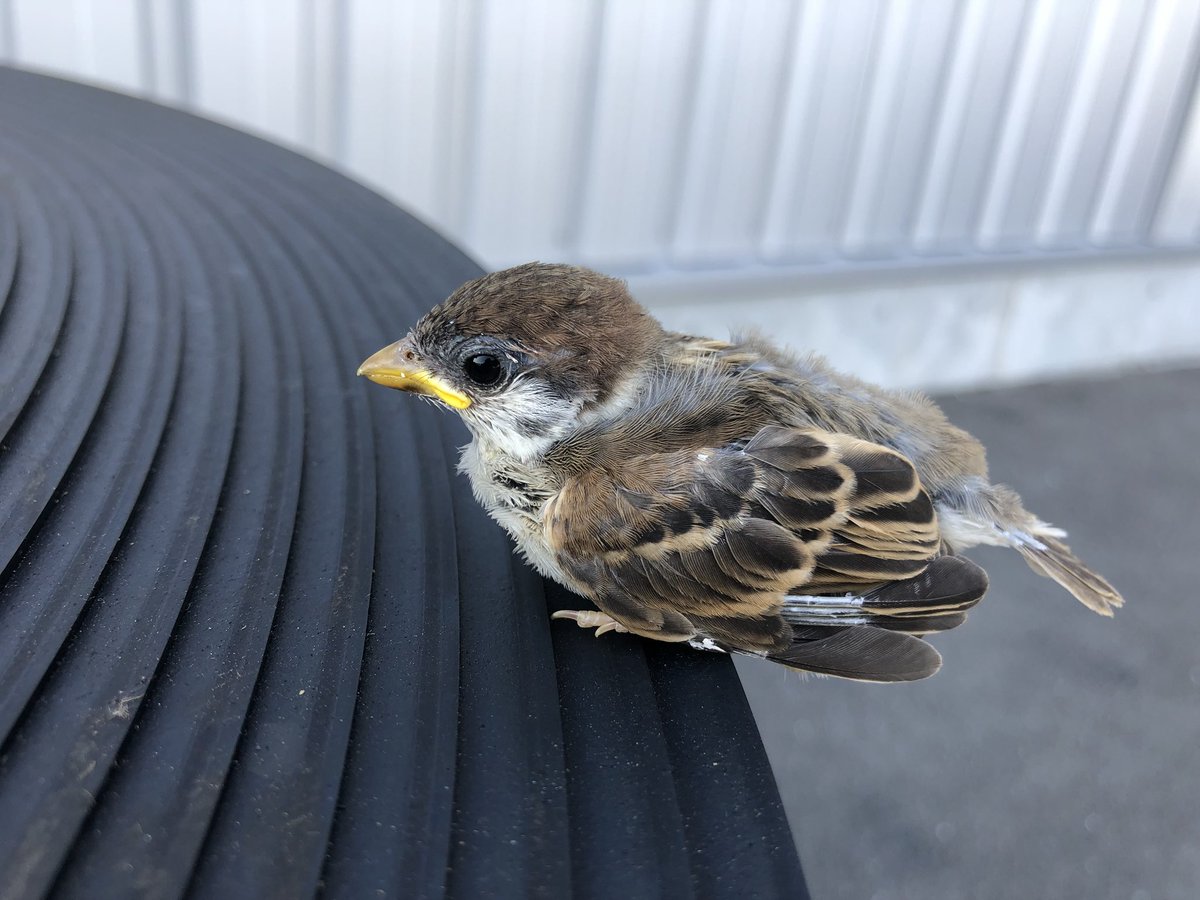 風間少佐 全力全開 A Twitter スズメの赤ちゃんがいた まわりに親らしきスズメが飛んでいたが まだ上手に飛べないのかしらねえ 風間少佐 全力全開 A Twitter スズメの赤ちゃんがいた まわりに親らしきスズメが飛んでいたが まだ上手に飛べないのかしらねえ