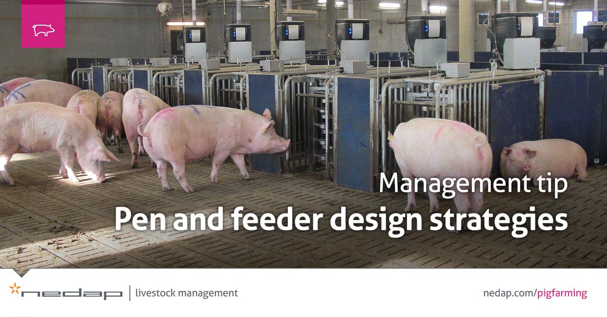 Which Electronic Sow Feeding system would your sows choose? Pen and feeder design go hand-in-hand to create an optimal group housing system. Keep your sows calm and productive with these three design strategies: ow.ly/mo2c30ldiht