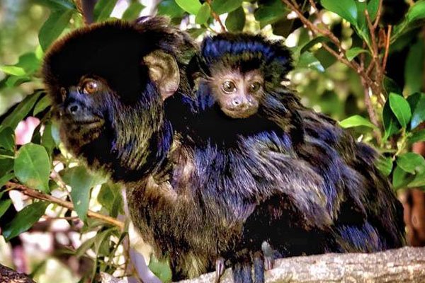 SienteJerez's tweet photo. La familia del Zoobotánico sigue creciendo con el nacimiento de un pequeño tamarino de Goeldi
https://t.co/CvnYkWcGog https://t.co/RVPlkemc1A