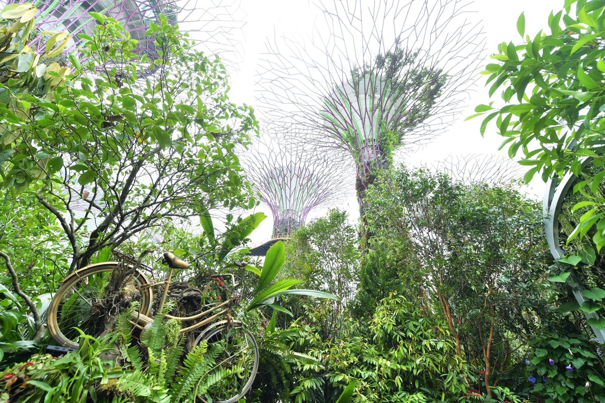 nparksbuzz's tweet photo. There are pockets of tranquil spaces at #SGGardenFest. The Pond Garden has exotic aquatic species and the Therapeutic Garden is great for relaxation. Admire the bonsai at the Penjing & Artistic Exhibition, and enter the Lost Forest discover giant trees. https://t.co/WSqDWOA9R8 https://t.co/HqHjSzE6OI