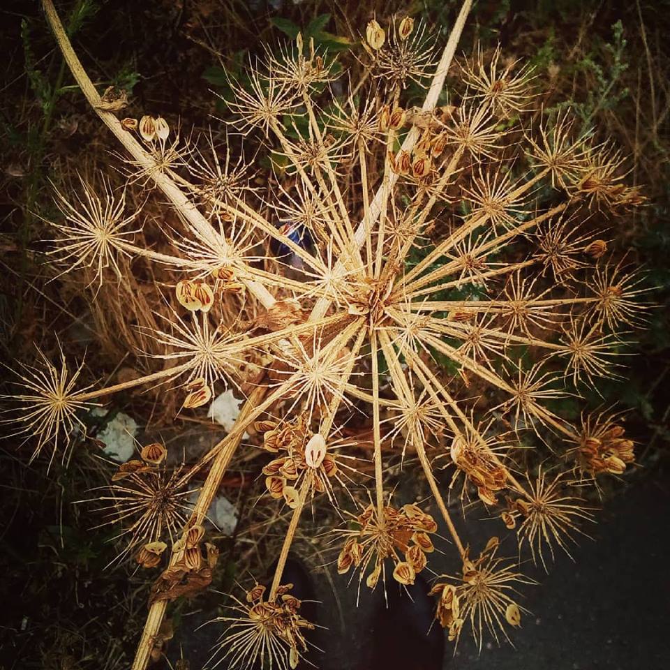 StanGiling's tweet image. Hogweed suffering in European drought facebook.com/GilingMedia/ph… @KoKiJoly @FatOldAnarchist @BSuhic @shoelessnewt #500pxrtg @austria63amy @yuka192c @Sabrinella #PintoFotografía @Argentine58 @Bwdreyer #nature #droogte #zomer #flora