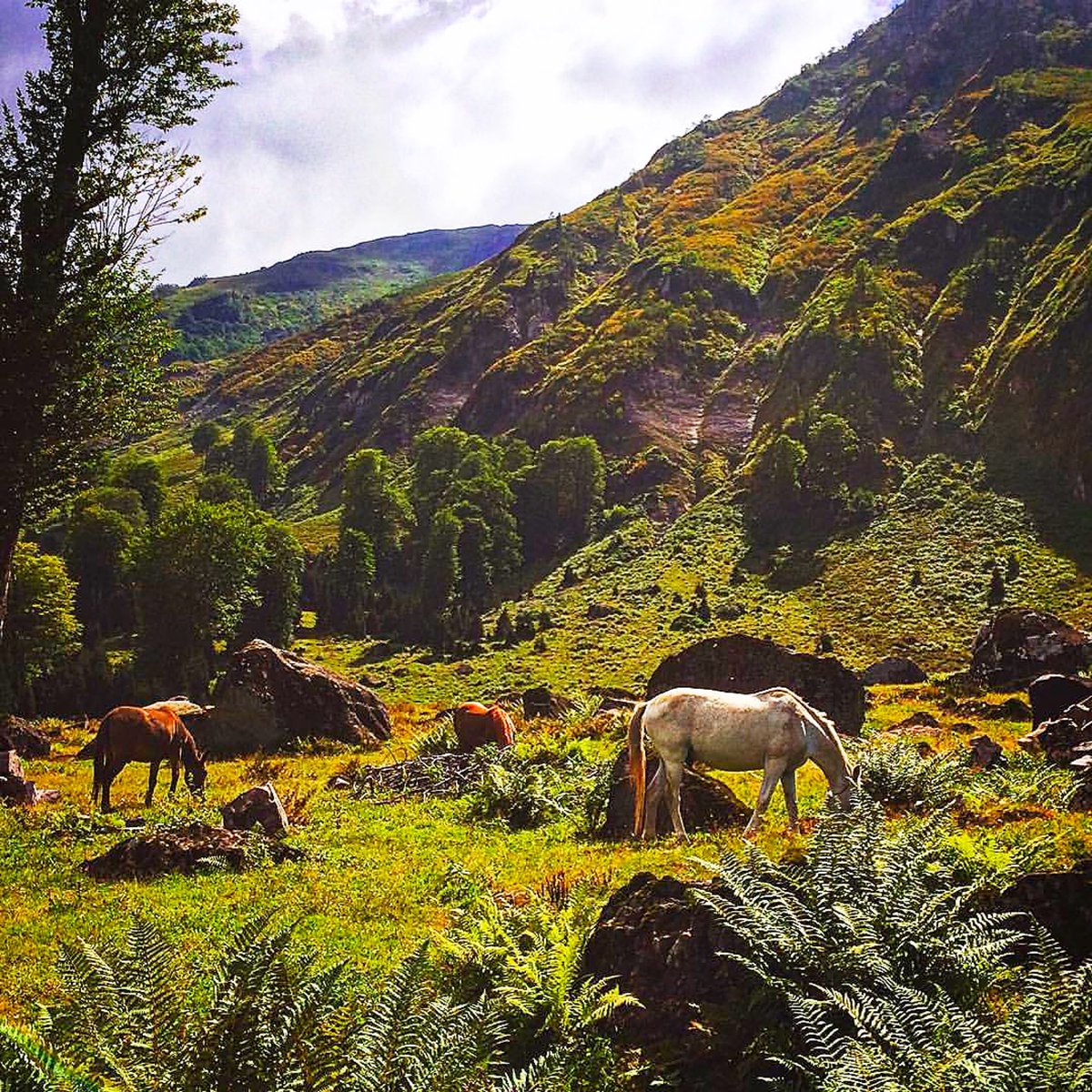 🌧 Tur Gurmeleri Gorgit Yaylası🍁
1700 metre yükseklikte ki yayla yeşilin her tonunu barındırıyor.
🌲🌲
📌İtiraf : Konaklamak için sadece bir pansiyon var.
🌲🌲
📸 @aysebanutuna
#Karadeniz #Artvin #Demirli #Macahel #Gorgit #GorgitYaylası #TurGurmeleri