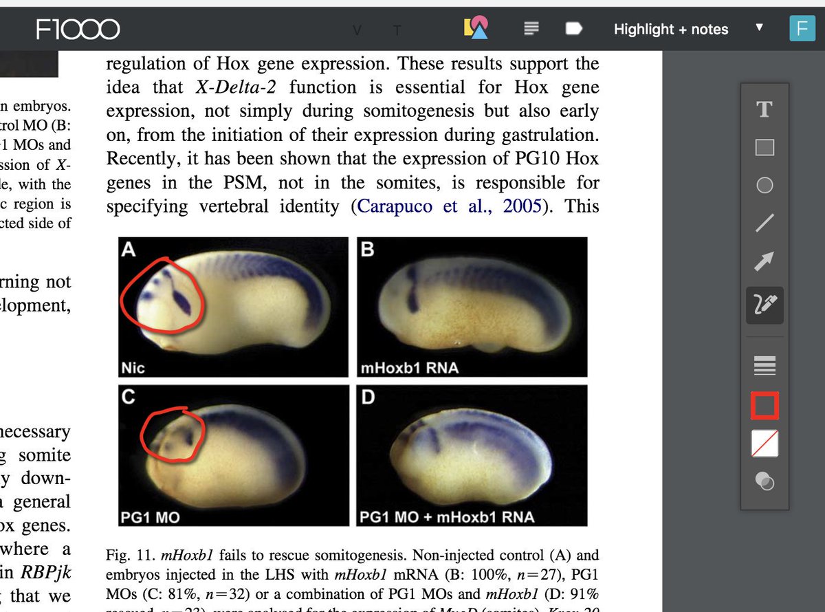 Joao Peres Just Open Any Pdf That You Have Saved In F1000workspace Click In The Shapes Icon And You Are Ready To Go Let Me Know What You Think T Co Qda2tvc8gq