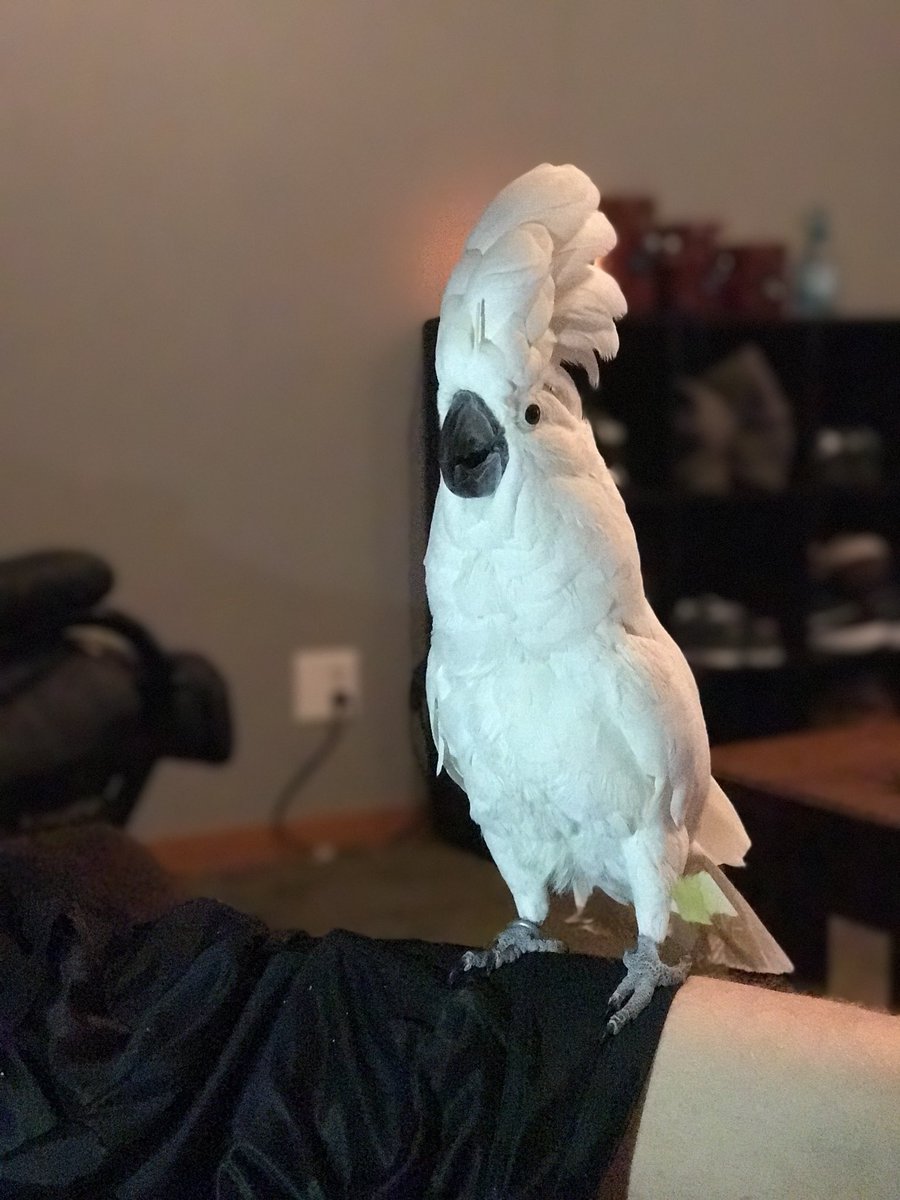 xxFrosTiy's tweet image. think i might have my umbrella cockatoo hang during my twitch stream later’ who wants to see Lola (thats her name) twitch.tv/frootie_drawz come say hi later and hit that follow button! #StreamersConnected #streamersnetwork #fortnite #xbox #twitch #redbull #esports #mlg