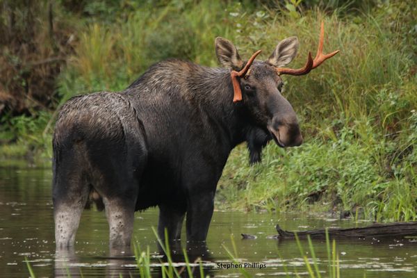 FishWildlifeON's tweet photo. 2018 #moosedraw results are now available online at https://t.co/xx4VXhURBO https://t.co/Mn0tz8ulE1
