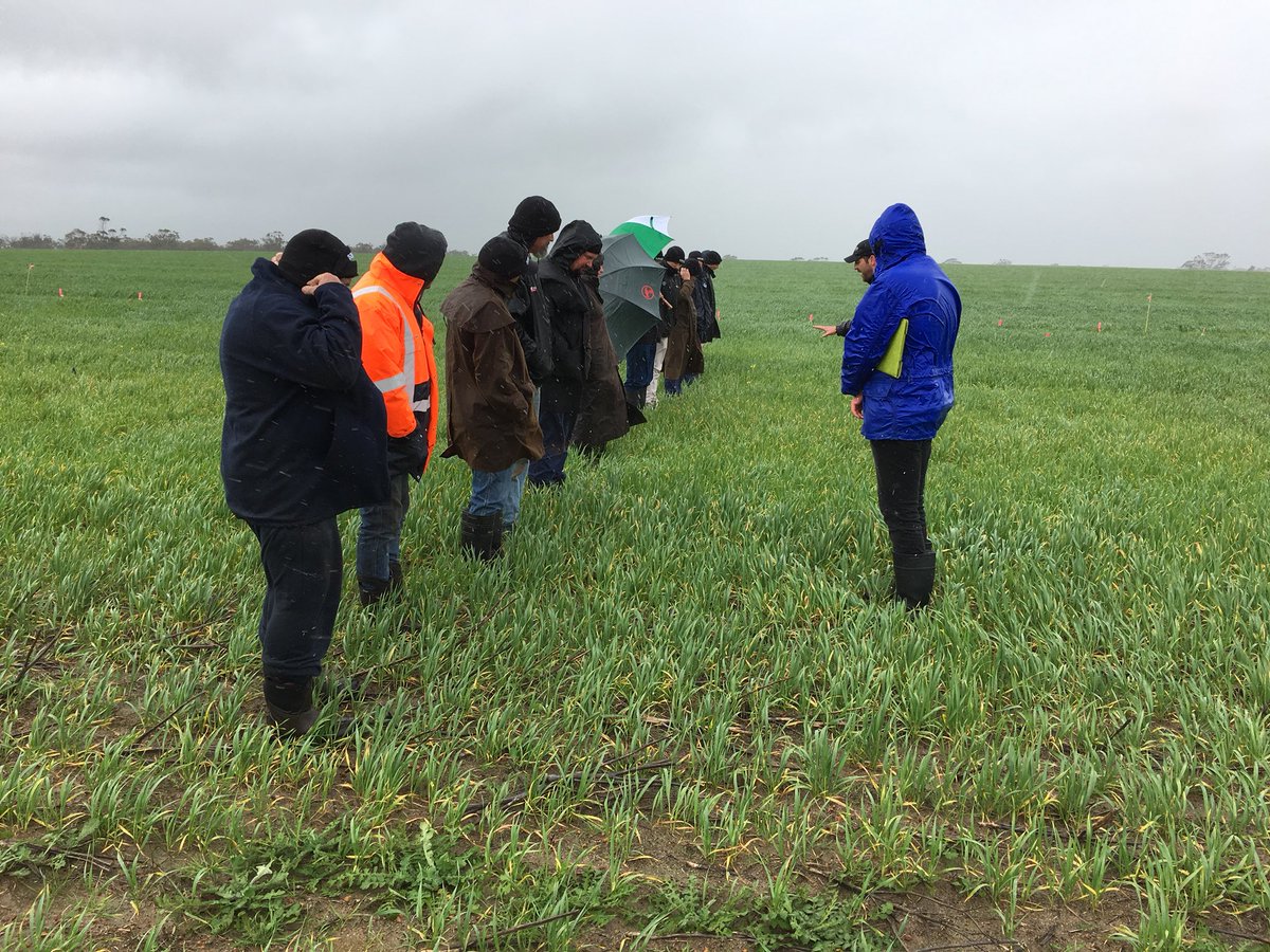 Wet and wild weather today checking out <a href="/Bayer4CropsAU/">Bayer AU 🇦🇺 | Crop Science</a> Calingiri trialsite with growers! Thanks to <a href="/MattWillisAg/">Matt Willis</a> <a href="/HorburyRick/">Rick Horbury</a> <a href="/JeffLander02/">Jeff Lander</a>. Rye control differences very visual in a wet year as was crop impact #EldersAgvice #stilldefrosting