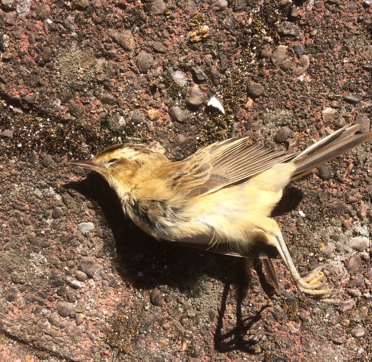 andystbm's tweet image. Second casualty of the autumn this morning at work, how many nationwide? #windowcollisions