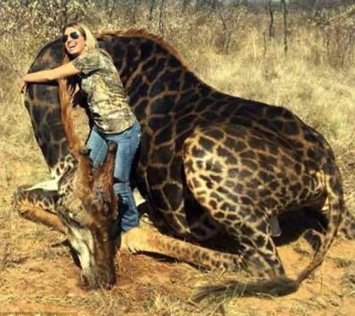 SOCIOPATH OF THE DAY 

TESSA THOMPSON TALLEY

"Prayers for my once in a lifetime DREAM hunt came true today! Spotted this RARE black #Giraffe bull and 'stalked' him for quite awhile. I knew it was the one. He was over 18 years old."

RT if you want a GLOBAL ban on #TrophyHunting!