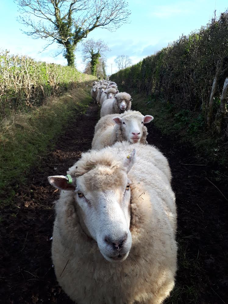 FarmersGuardian's tweet photo. #CountrysideTrafficJam #FollowTheLeader

🐑🐑🐑🐑🐑🐑🐑🐑🐑🐑🐑

📸 Jackie Shiels https://t.co/HfjDSZjEUo