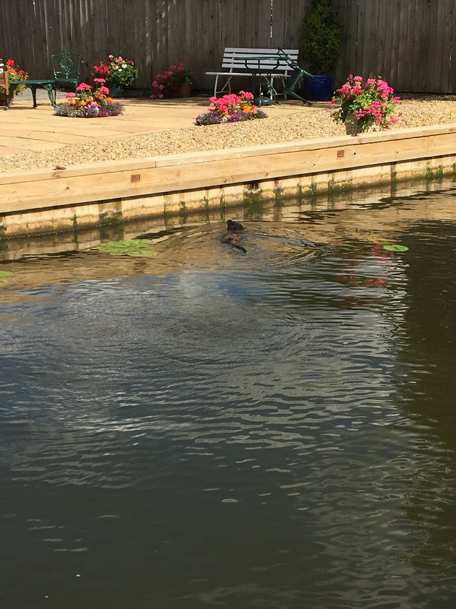 Horning Foot Ferry is now running 7 days a week!!
There we were chasing Otters down the river yesterday. Just swam along next to the boat !