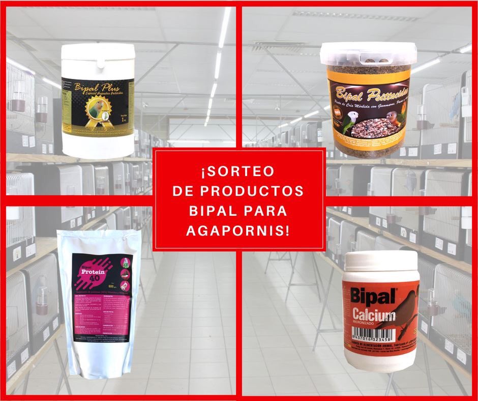 teganslbipal's tweet photo. ¡Tenemos SORTEO en nuestra PAGINA DE FACEBOOK! #Sorteo #Bipal #Agapornis #Aviario https://t.co/nfIydA1cR3