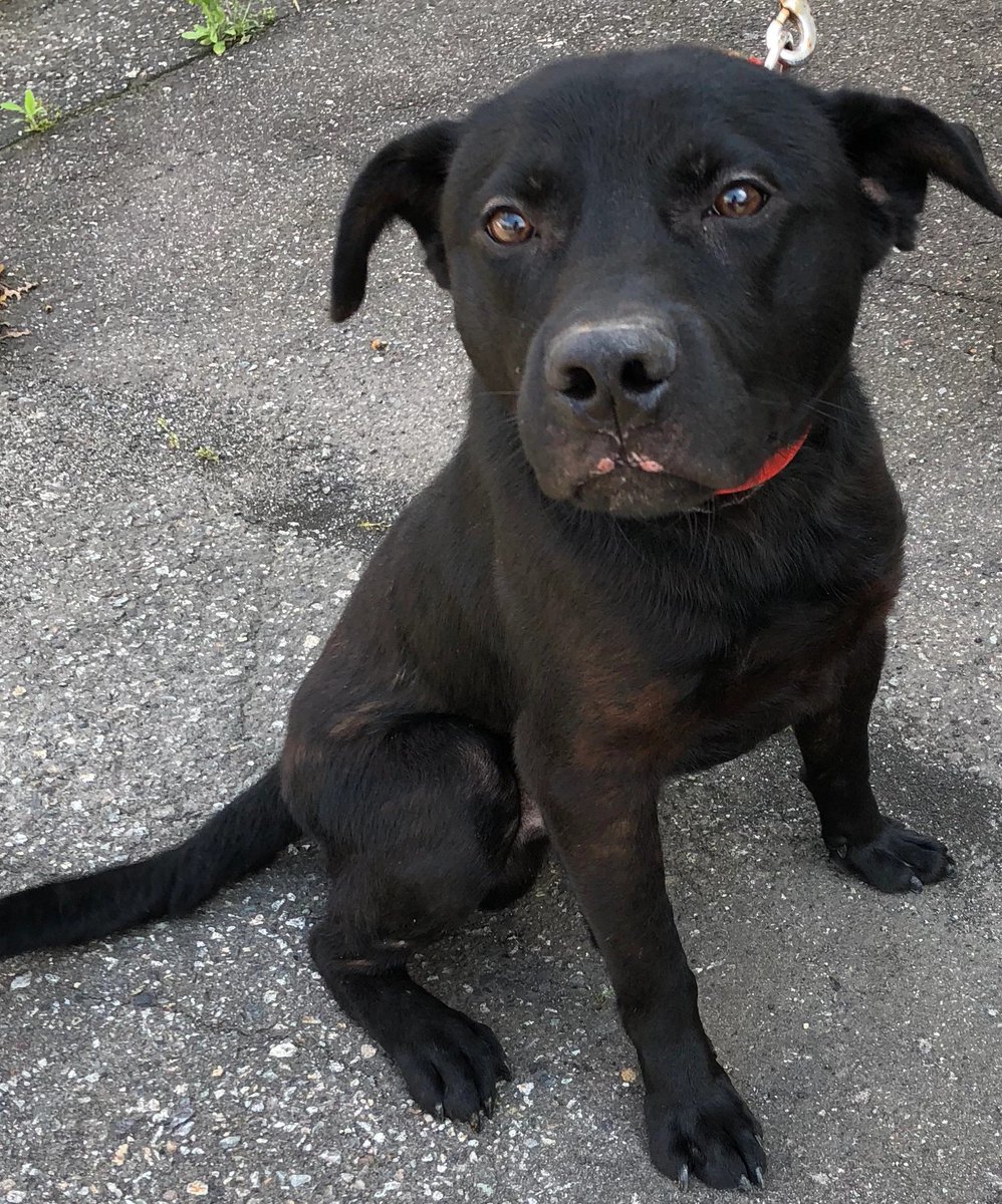 Japanesemichael Jackson בטוויטר ふくい動物愛護管理支援センター 迷子犬 性別 年齢 成犬 犬種 ラブラドール風 体格推定 中 保護場所 福井市西谷 赤色首輪 迷子犬 福井市西谷 収容犬情報 ラブラドール風 赤色首輪 黒犬 T