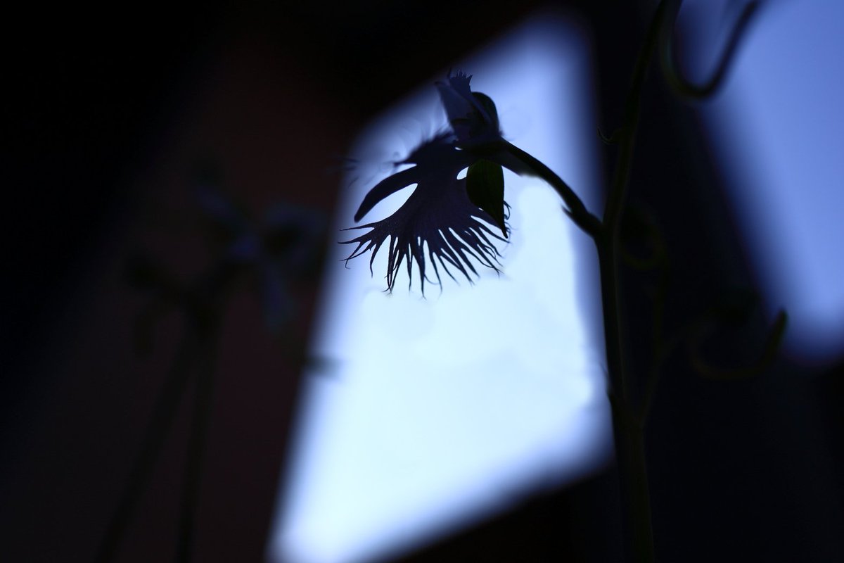 白サギの花 白サギの花